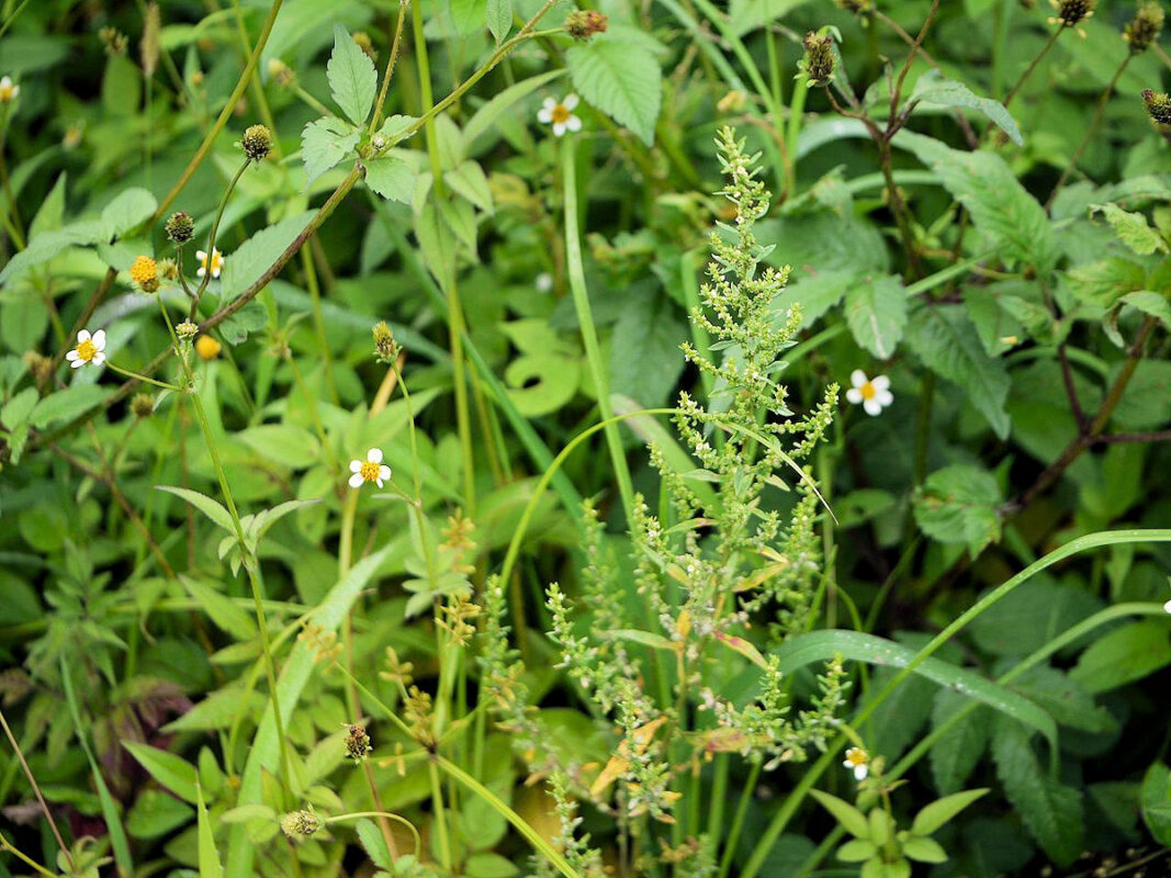 Beneficios del Epazote