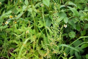 Beneficios del Epazote