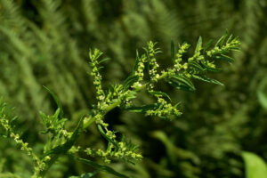 Contraindicaciones del Epazote. Foto por T.Voekler. Wikimedia Commons.