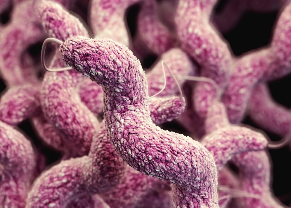 FAGOCITOSIS » Qué es, Funciones y Características