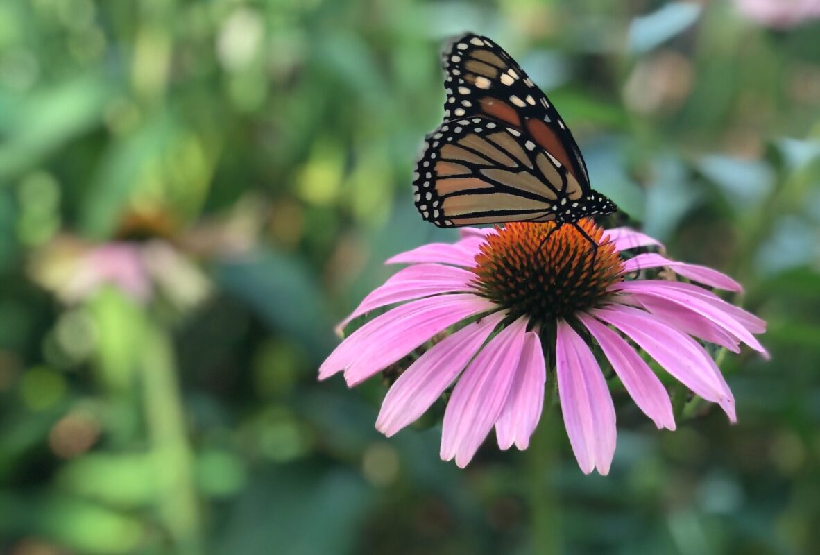 PROPIEDADES DEL CONSUMO DE EQUINÁCEA » Ventajas en la salud