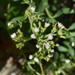 Cultivo de Stevia » Puedes hacerlo hasta en la casa
