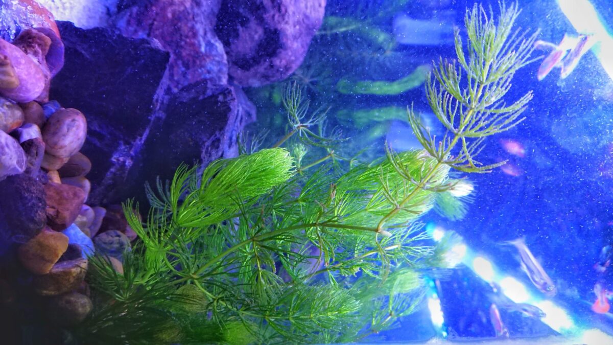 ALGA DE CHLORELLA » Usos, propiedades y beneficios