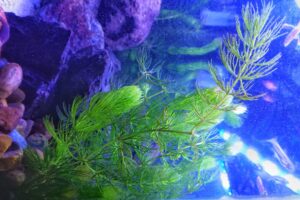 ALGA DE CHLORELLA » Usos, propiedades y beneficios
