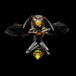 AVISPA AFRICANA » Características, picadura y peligrosidad