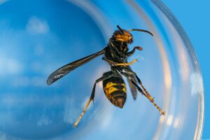 Avispa Asiática » Características, Comportamiento y Remedios. Foto por larneg Pixabay