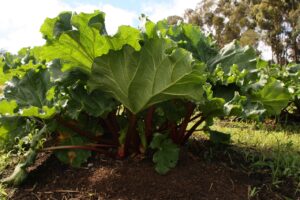 BENEFICIOS DEL CONSUMO DE RUIBARBO » Propiedades saludables