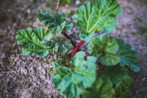 ¿CÓMO SE CULTIVA EL RUIBARBO? » Preparación y cuidados