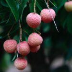 CONTRAINDICACIONES DEL LICHI » ¿Venenoso?, ¿Debemos evitarlo?