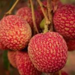 SABOR DEL LICHI »Textura y beneficios del fruto exótico