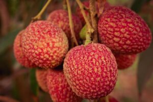 SABOR DEL LICHI »Textura y beneficios del fruto exótico