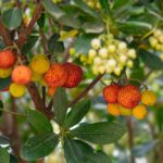 LICHI Y RAMBUTÁN » Diferencias, características y beneficios