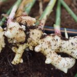 ¿CÓMO CULTIVAR JENGIBRE EN CASA? » sencillo y efectivo