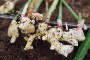 ¿CÓMO CULTIVAR JENGIBRE EN CASA? » sencillo y efectivo