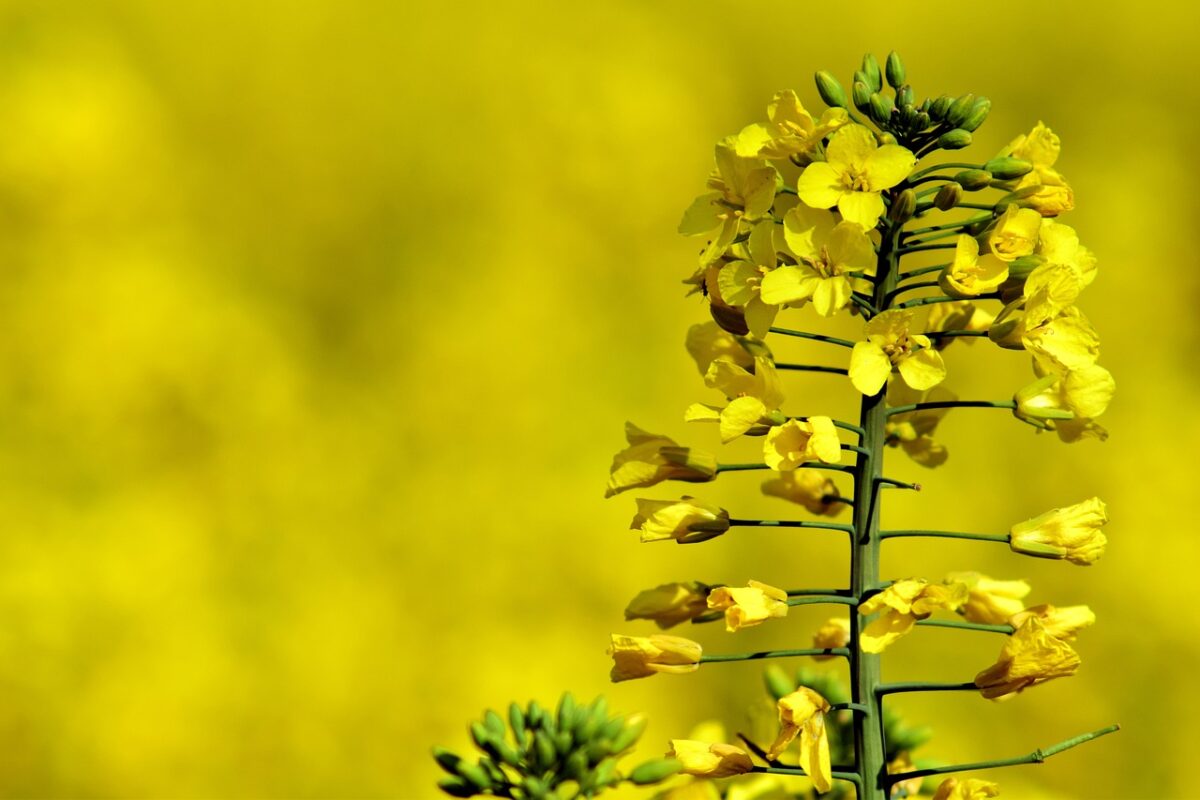 ACEITE DE COLZA » Usos, beneficios y propiedades