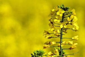 ACEITE DE COLZA » Usos, beneficios y propiedades