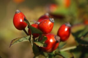 Aceite de Rosa de Mosqueta » Usos y Propiedades