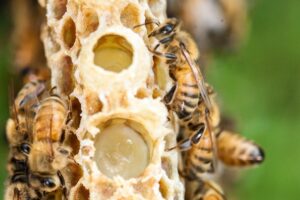 VITAMINAS DE LA JALEA REAL » Beneficios de la B1, B2, B5