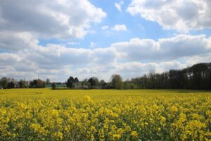 ACEITE DE CANOLA » Usos, propiedades y contraindicaciones