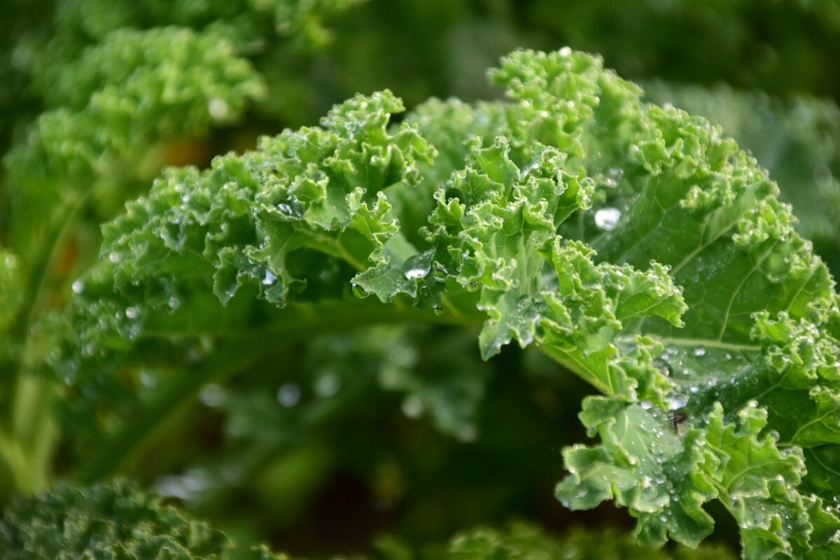 BENEFICIOS EN LA SALUD POR EL KALE » Valor nutricional