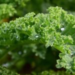 BENEFICIOS EN LA SALUD POR EL KALE » Valor nutricional