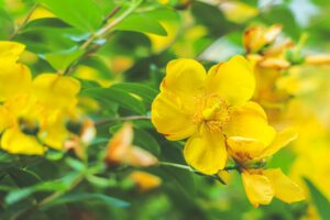 ACEITE DE HIPÉRICO » Propiedades y usos