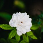 Semillas de Estevia » Cuidados y Formas de Cultivarla