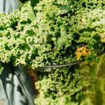KALE, RICA EN ÁCIDOS GRASOS » Una Verdura Muy Sana