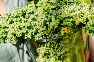 KALE, RICA EN ÁCIDOS GRASOS » Una Verdura Muy Sana