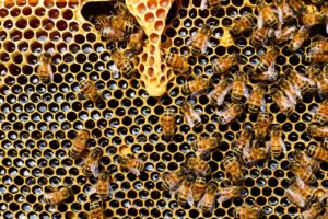 BENEFICIOS DE LA JALEA REAL » Propiedades y contraindicaciones