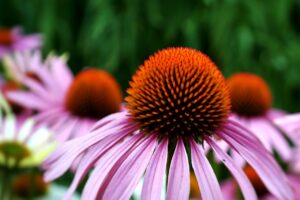 EQUINÁCEA COMO REMEDIO NATURAL » Propiedades y beneficios