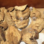 Usos de la maca