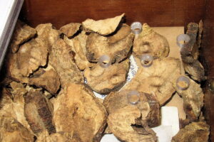 Usos de la maca
