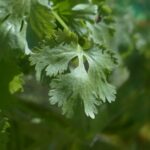 PROPIEDADES DEL CILANTRO