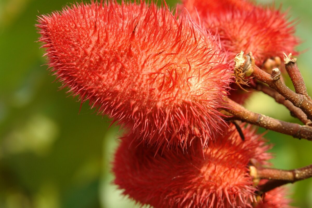 Usos del Achiote. Photo by Tongo. Pixabay.