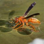 AVISPA ROJA » Aspecto físico, picadura y ciclo de vida