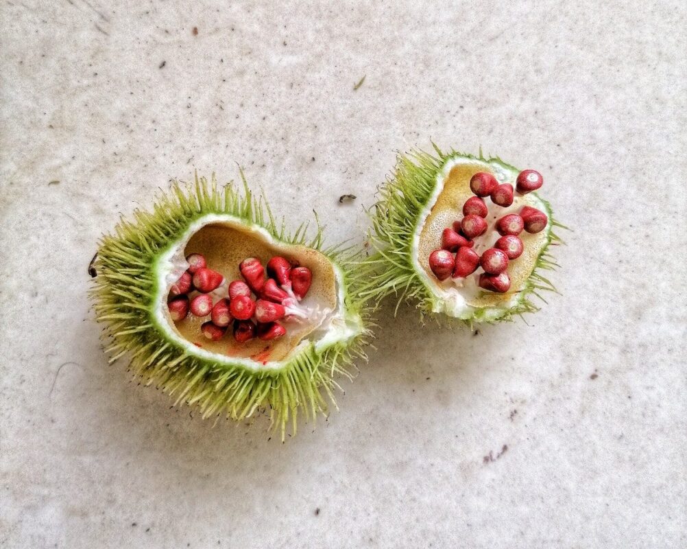 Contraindicaciones del Achiote. Photo by Patrick Rasoanaivo. Unsplash.