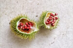 Contraindicaciones del Achiote. Photo by Patrick Rasoanaivo. Unsplash.
