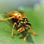 PICADURA DE AVISPA » Síntomas, riesgos, tratamiento y más