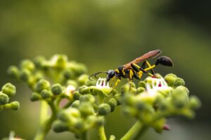 AVISPA ALFARERA » Características, picaduras y fabricación del nido