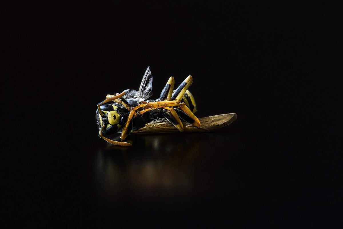 AVISPAS NEGRAS » Características, picadura y hábitat