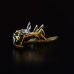 AVISPAS NEGRAS » Características, picadura y hábitat