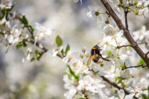 REPELENTE CONTRA AVISPAS » Naturales, rápidos y efectivos