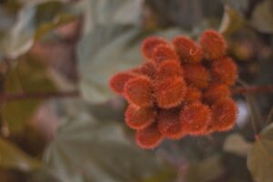 Propiedades y Beneficios del Achiote. Photo by Raphael Brasileiro. Pexels.