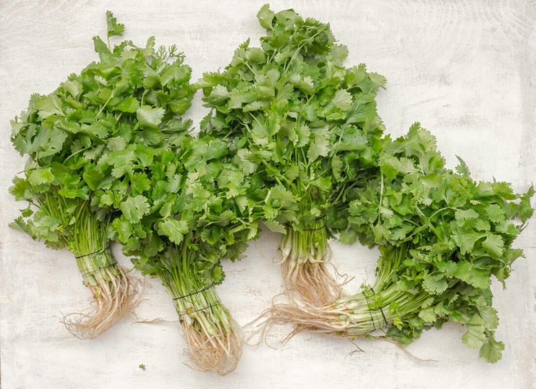 FORMAS DE SEMBRAR CILANTRO EN CASA