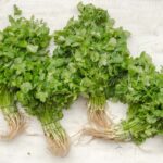 FORMAS DE SEMBRAR CILANTRO EN CASA
