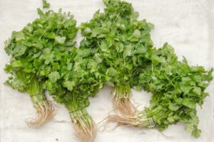 FORMAS DE SEMBRAR CILANTRO EN CASA