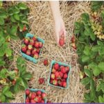 Alimentos con Ácido Benzoico » Beneficios y Conservación