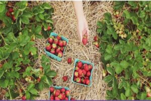 Alimentos con Ácido Benzoico » Beneficios y Conservación