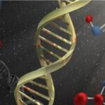 ÁCIDOS NUCLEICOS » Propiedades, Función y Fórmula Función de los Ácidos Nucleicos. Foto de french1944. Pixabay